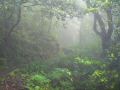 Madeira0855.JPG